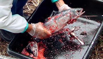 Diana cleaning Humpy Salmon